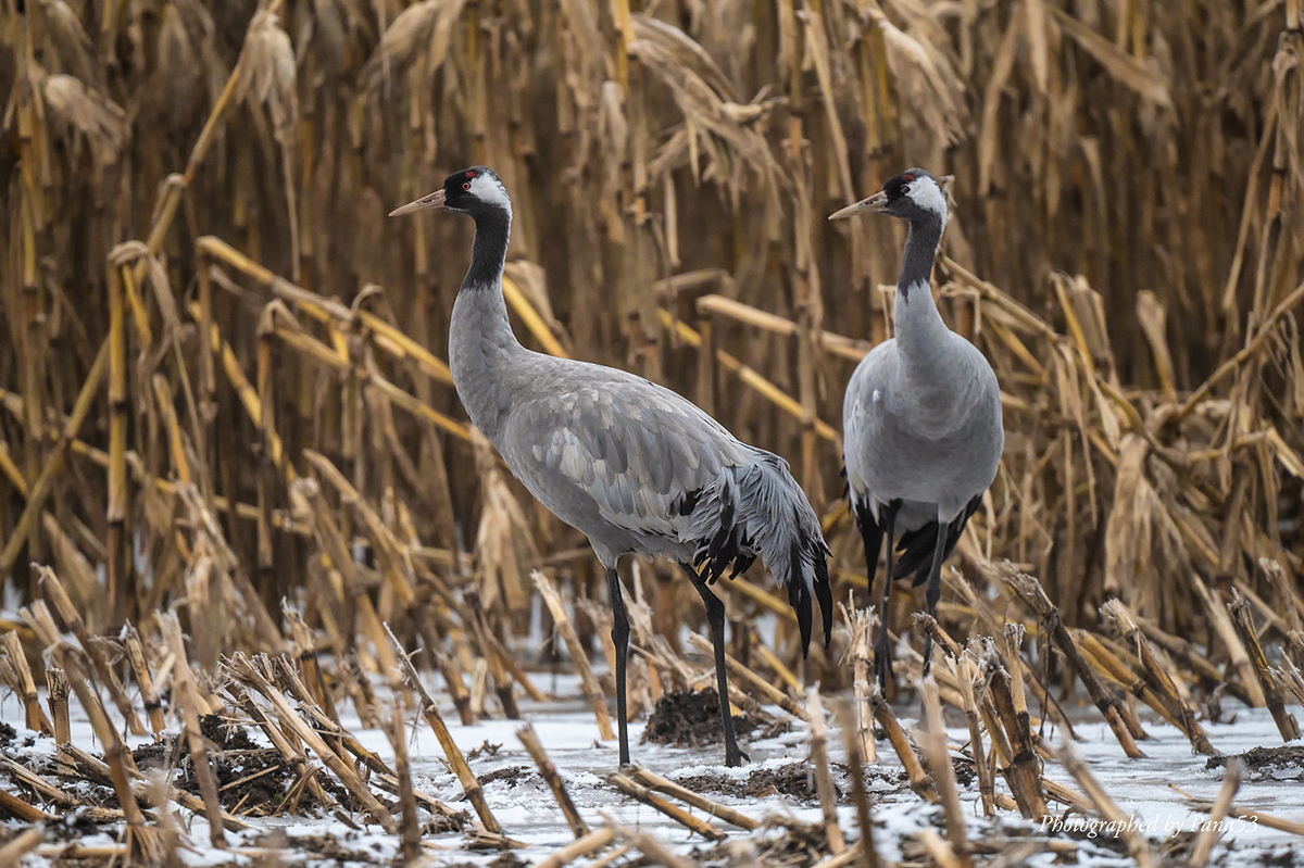 Kraniche am 16. Januar 2024 in Niedersachsen, (c) Frank Hoffmann/NABU-naturgucker.de