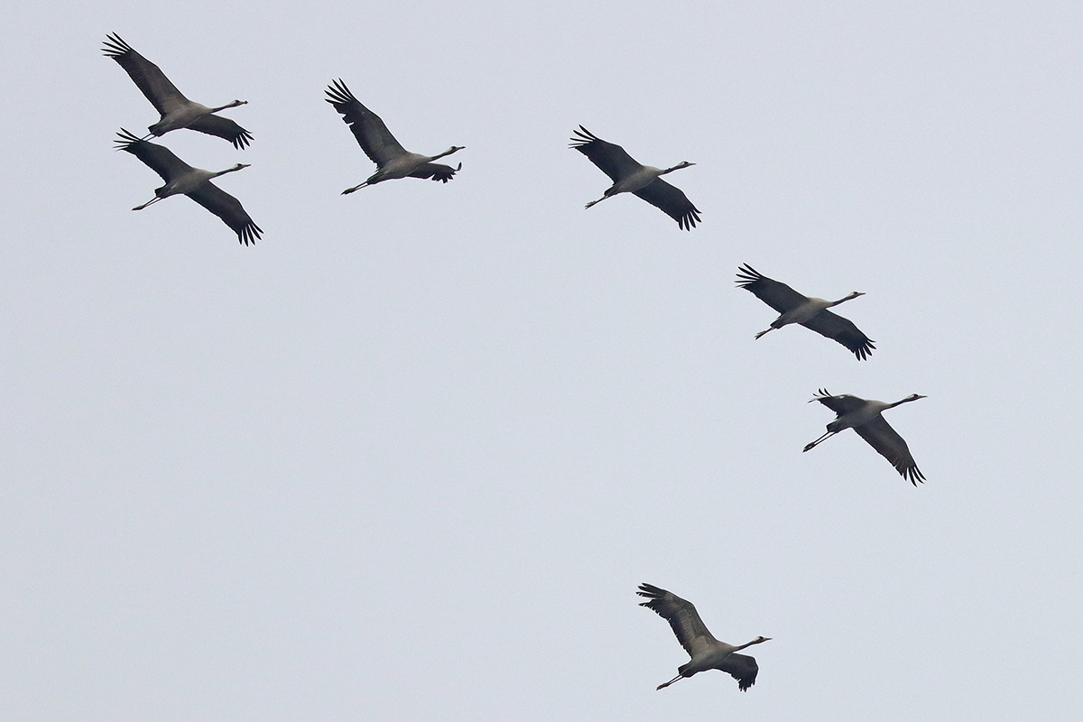Kraniche auf dem Zug über Thüringen am 18. Februar 2024, (c) Jens Winter/NABU-naturgucker.de