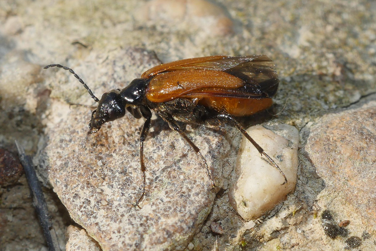 Seidenbienen-Ölkäfer, (c) Klaus Dühr/NABU-naturgucker.de