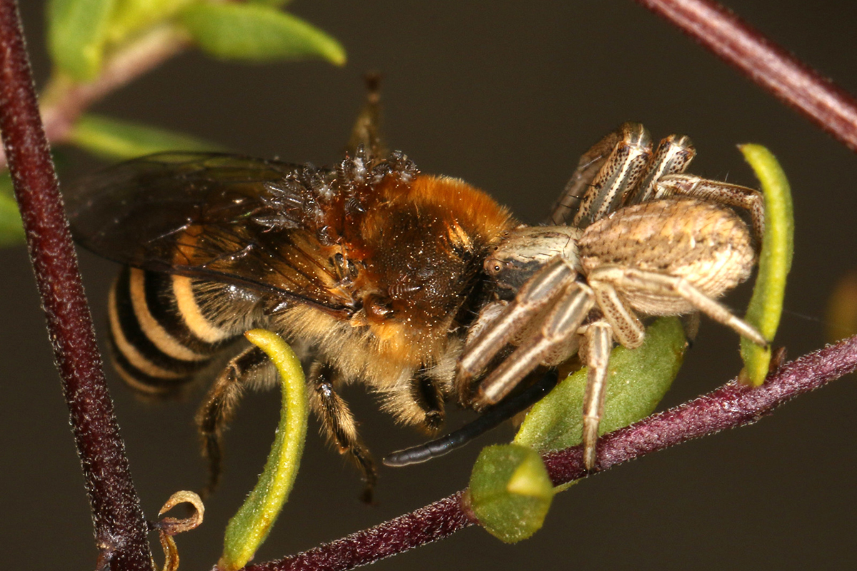 Efeu-Seidenbiene mit Larven des Seidenbienen-Ölkäfers, gefangen von einer Streifbeinigen Krabbenspinne, (c) Volkmar Nix/NABU-naturgucker.de