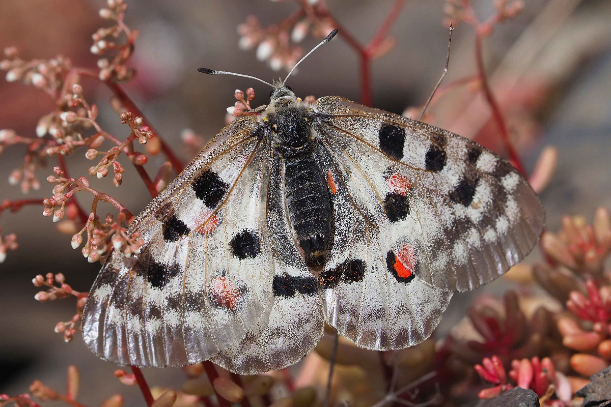 Insekten gehen besonders stark zurück: Gefährdeter Mosel-Apollo, (c) Bernhard Konzen/NABU-naturgucker.de