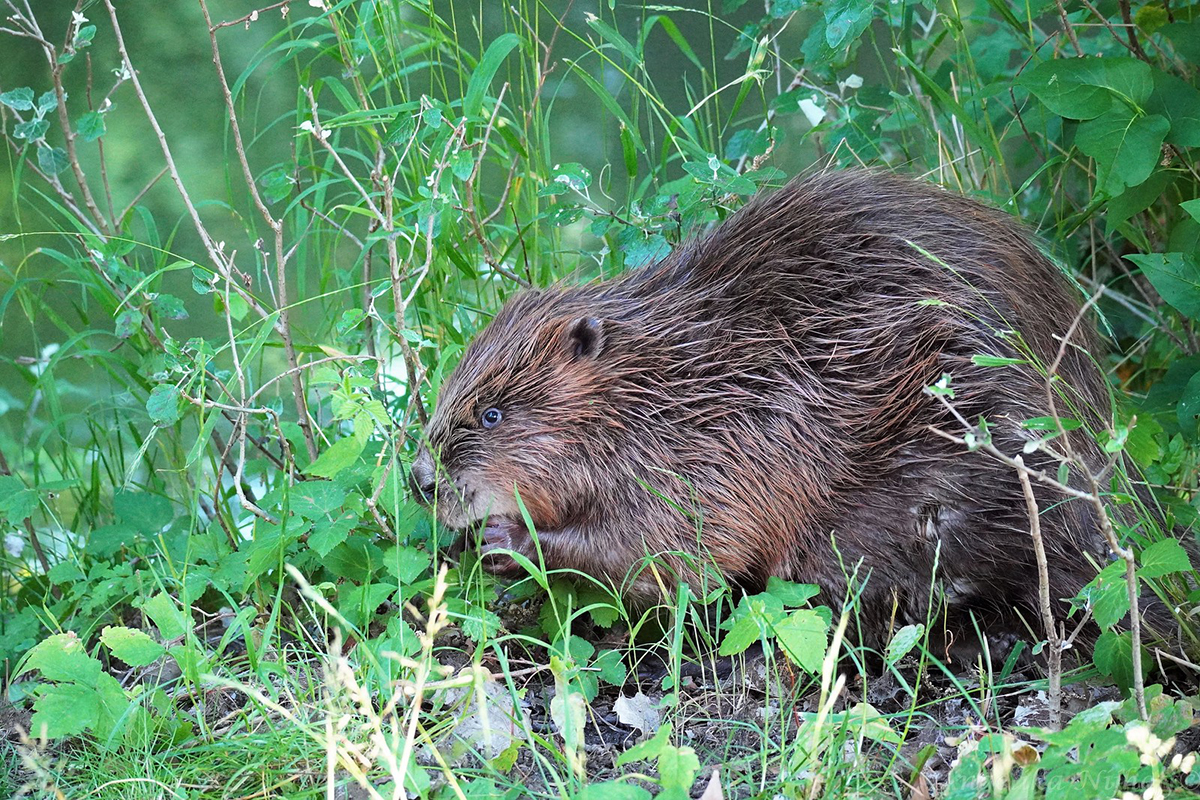 Der Biber gilt als Ökosystemingenieur, (c) Angelika Nijhoff/NABU-naturgucker.de