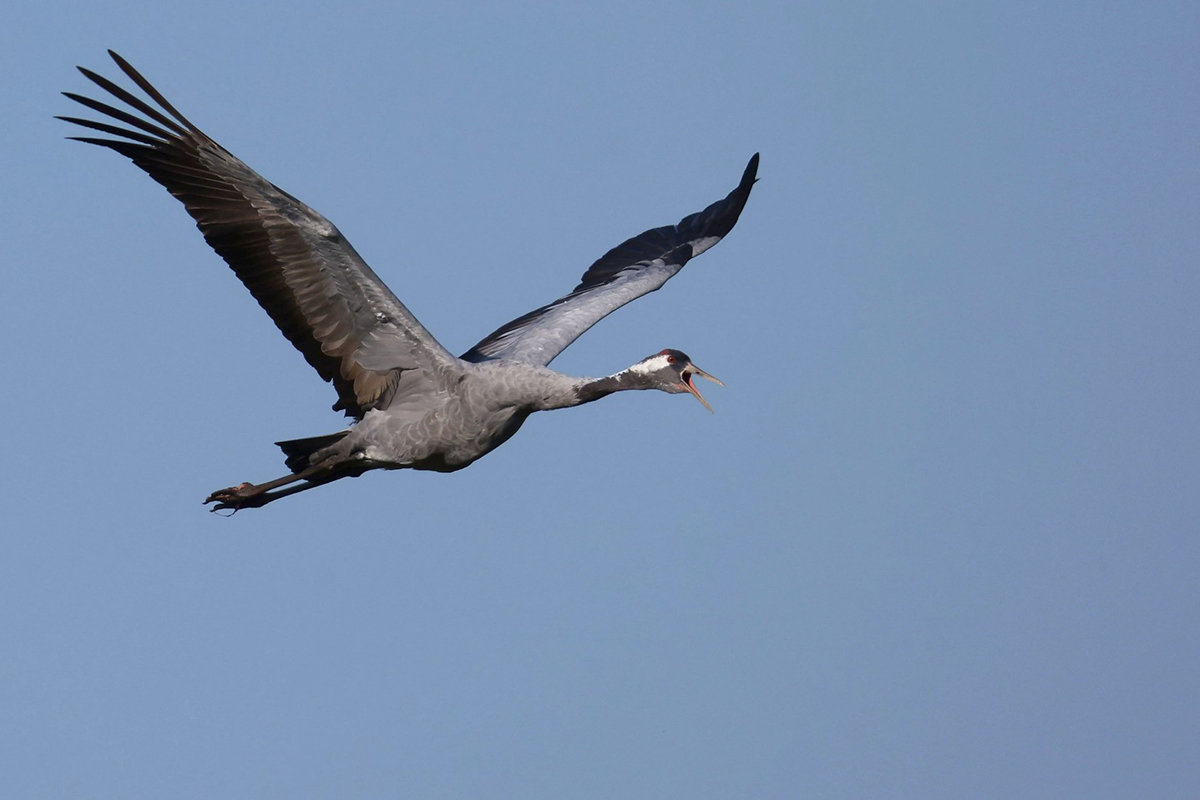 Kranich am 29. August 2024, (c) Ulrich Köller/NABU-naturgucker.de