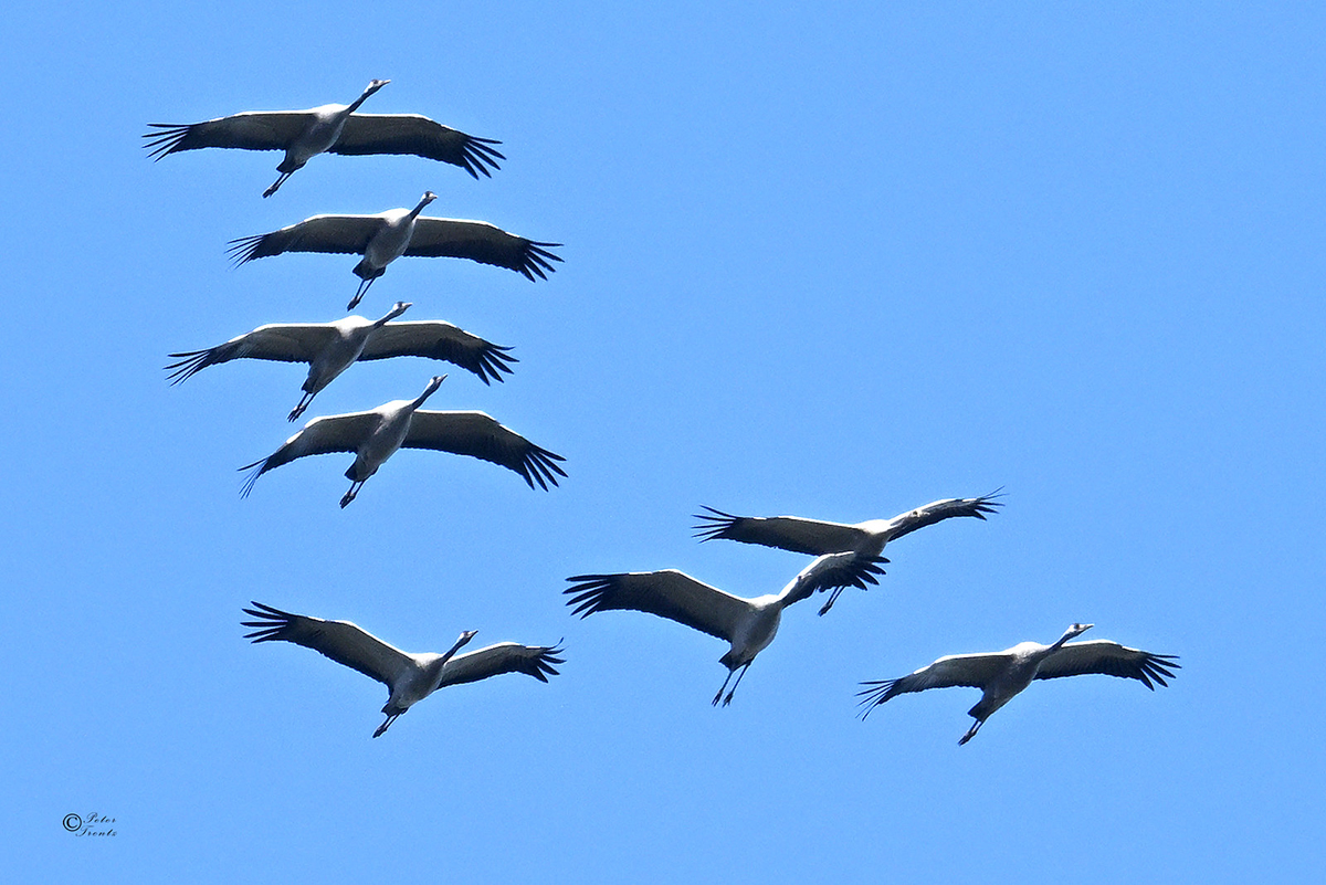 Kraniche am 16. Oktober 2024, (c) Peter Trentz/NABU-naturgucker.de