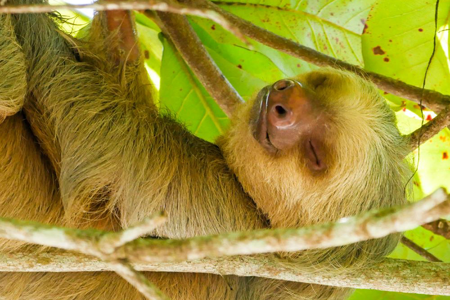 Hoffmann-Zweifingerfaultier in Costa Rica, (c) Roswitha Hoffmann/NABU-naturgucker.de