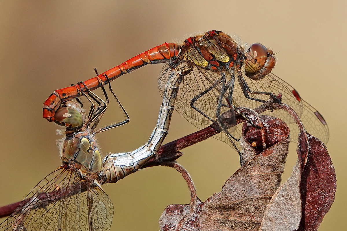Paarungsrad der Großen Heidelibelle (Sympetrum striolatum)
(c) Jens Winter/NABU-naturgucker.de