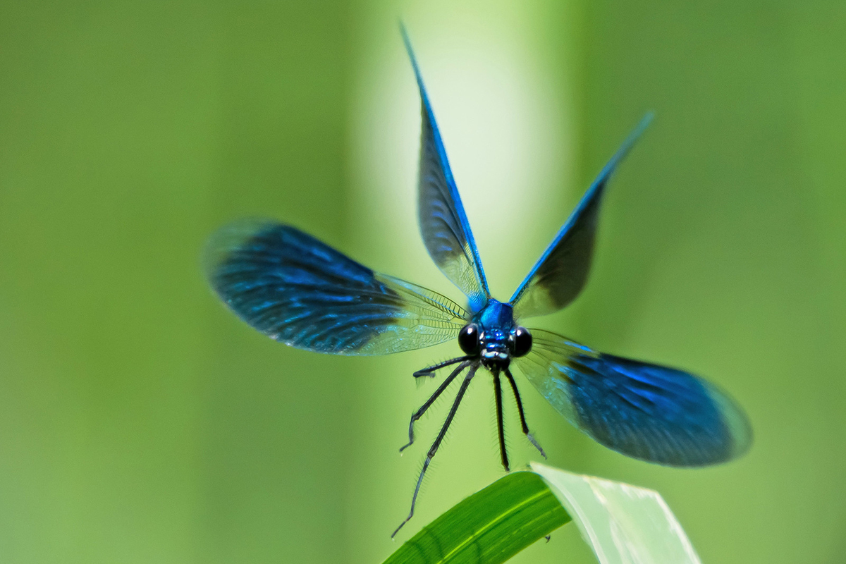 Gebänderte Prachtlibelle (Calopteryx splendens) im Anflug
(c) Stella Mielke/NABU-naturgucker.de