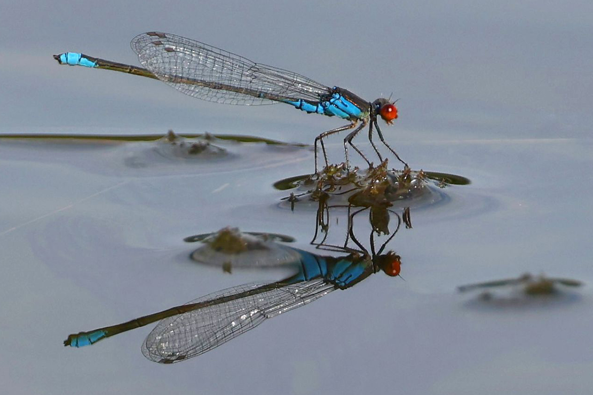 Kleines Granatauge (Erythromma viridulum)
(c) Ulrich Köller/NABU-naturgucker.de