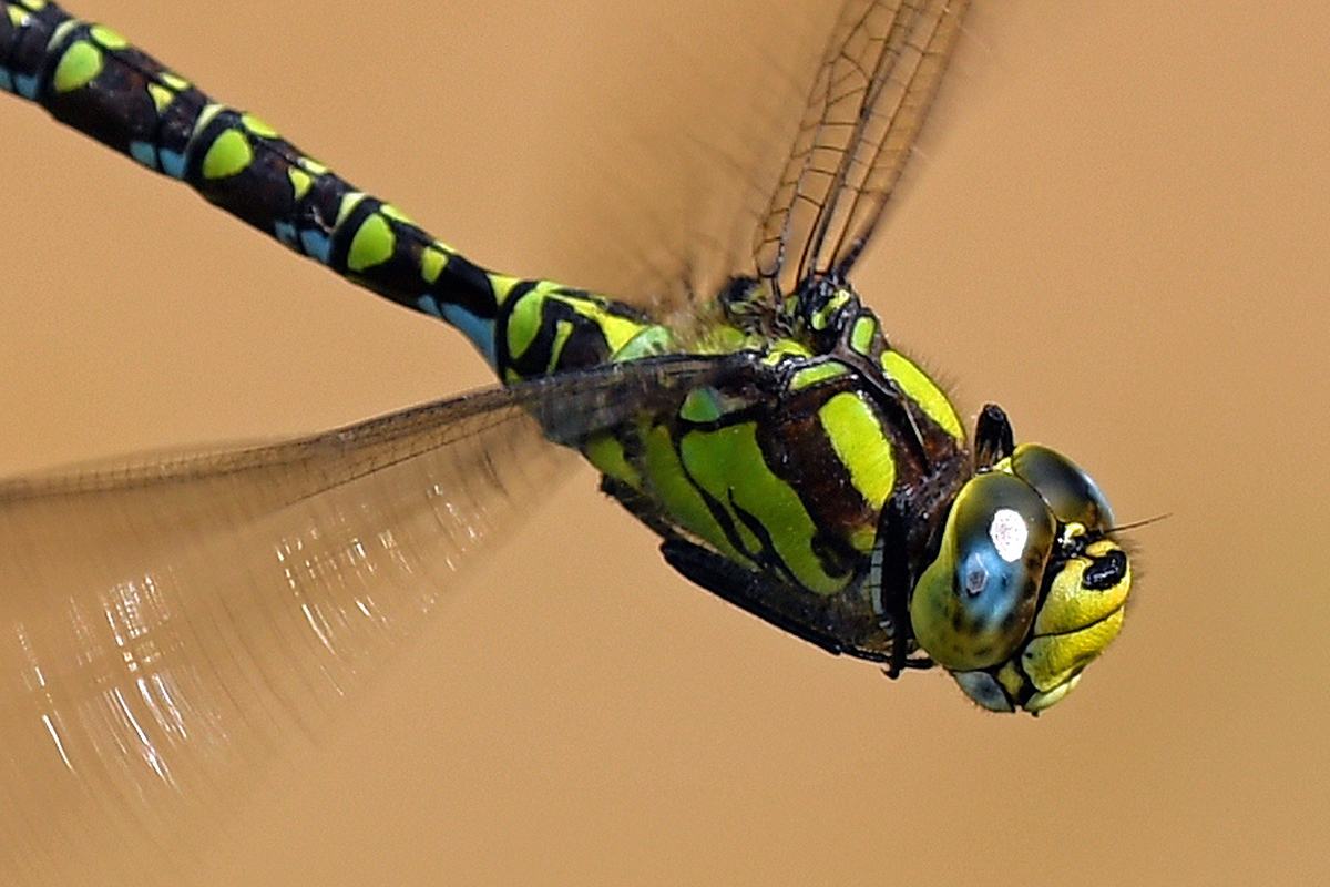 Flugstudie der Blaugrünen Mosaikjungfer (Aeshna cyanea)
(c) Hans Schwarting/NABU-naturgucker.de
