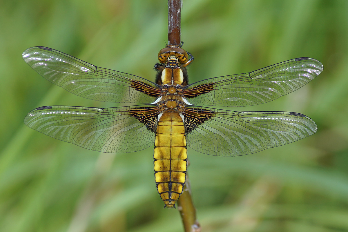 Plattbauch (Libellula depressa)
(c) Thorsten und Wolfgang Klumb/NABU-naturgucker.de