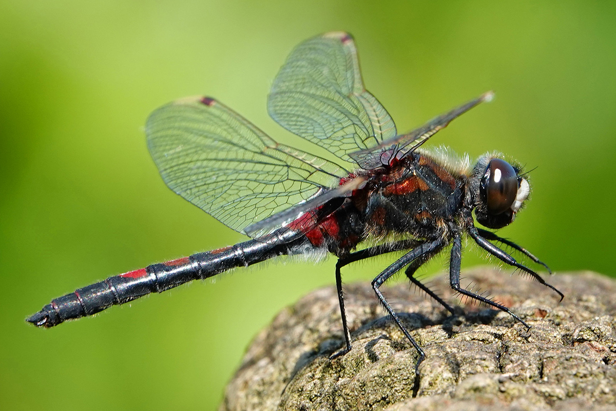 Nordische Moosjungfer (Leucorrhinia rubicunda)
(c) Jens Winter/NABU-naturgucker.de