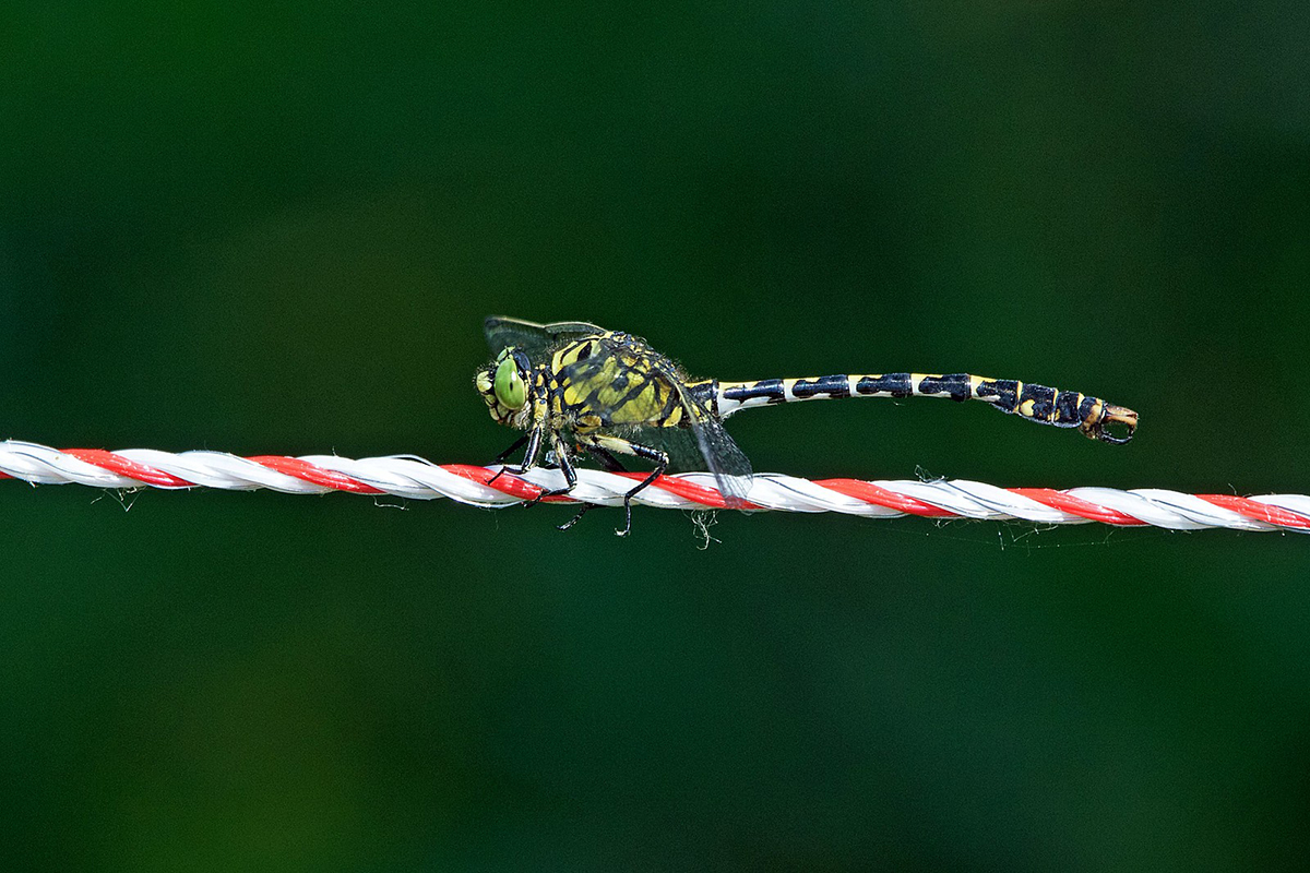 Kleine Zangenlibelle (Onychogomphus forcipatus)
(c) Roland Tichai/NABU-naturgucker.de