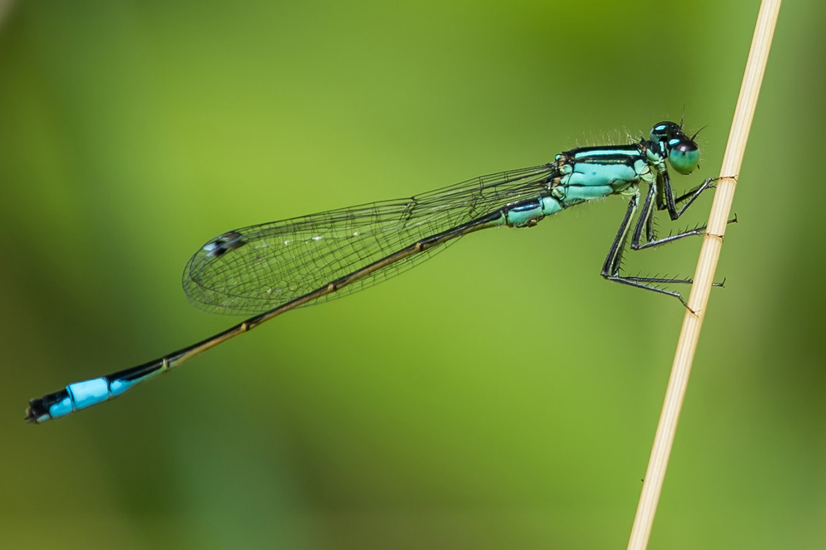 Große Pechlibelle (Ischnura elegans)
(c) Axel Aßmann/NABU-naturgucker.de