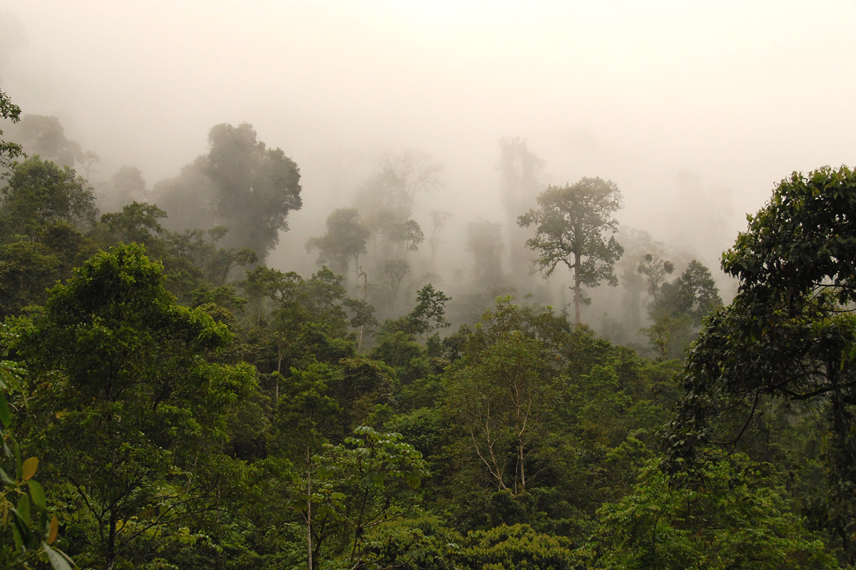 Regenwald in Costa Rica, (c) Werner Kunz/NABU-naturgucker.de