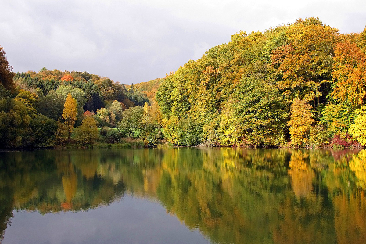 Mischwald in Hessen, (c) Hubertus Schwarzentraub/NABU-naturgucker.de