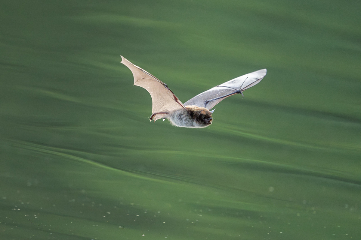 Jagende Wasserfledermaus in Brandenburg, (c) Ronny Schuster/NABU-naturgucker.de