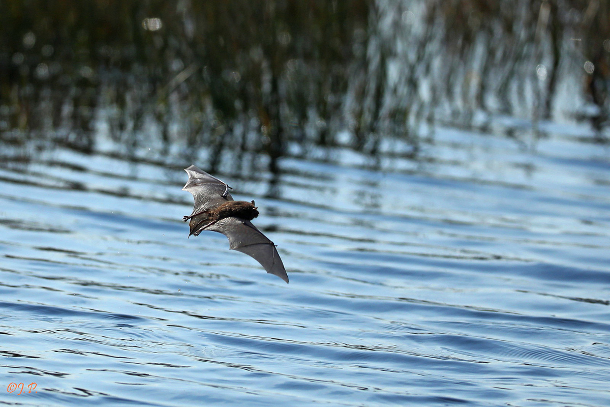 Jagende Breitflügelfledermaus in Nordrhein-Westfalen, (c) Jürgen Podgorski/NABU-naturgucker.de