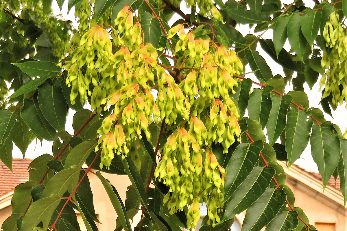 Chinesischer Götterbaum, (c) Reinhard Naumann/NABU-naturgucker.de