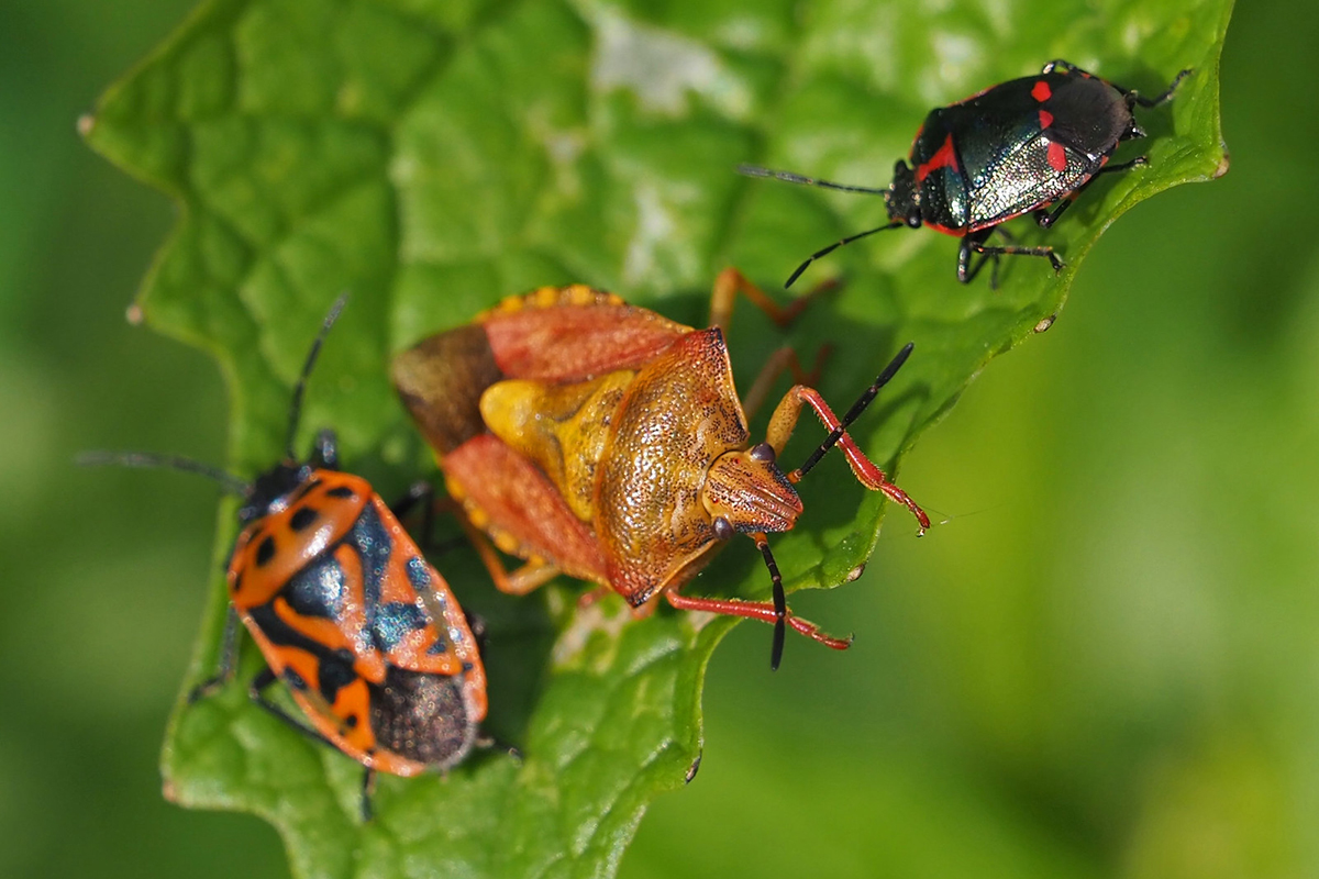 Gemüsewanze, Nördliche Fruchtwanze und Kohlwanze auf Knoblauchsrauke, (c) Bernhard Konzen/NABU-naturgucker.de