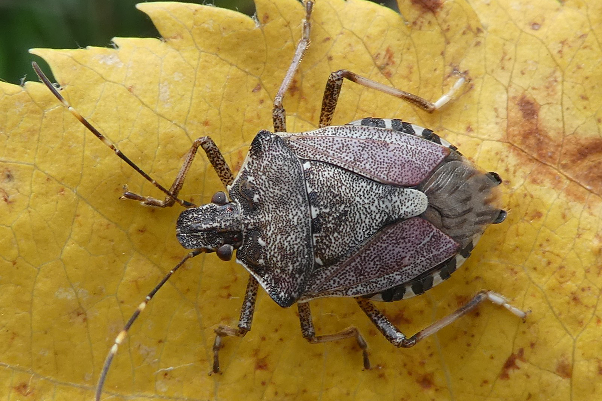 Marmorierte Baumwanze, (c) Thomas Weitzel/NABU-naturgucker.de