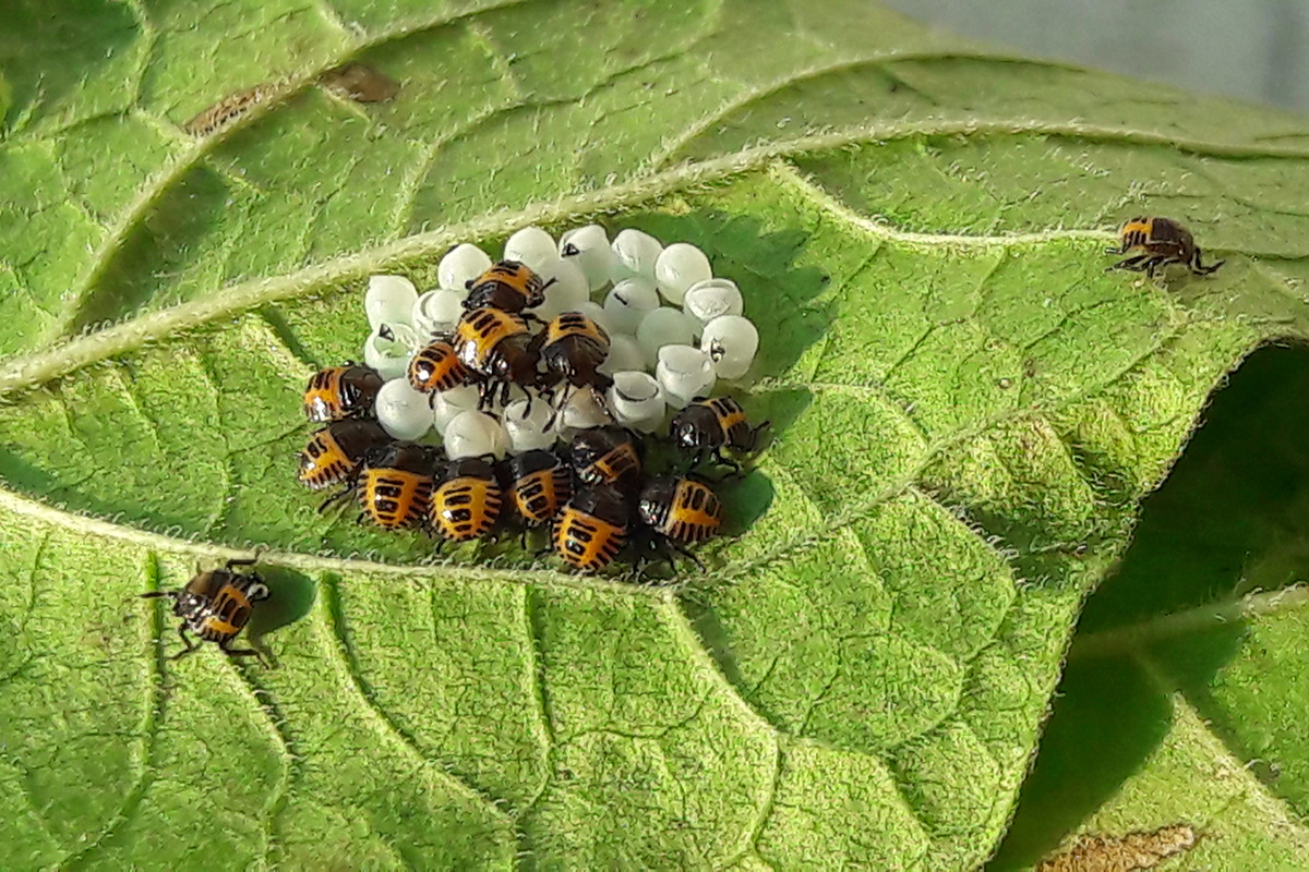 Nymphen der Marmorierten Baumwanze, (c) Gudrun Monshausen/NABU-naturgucker.de