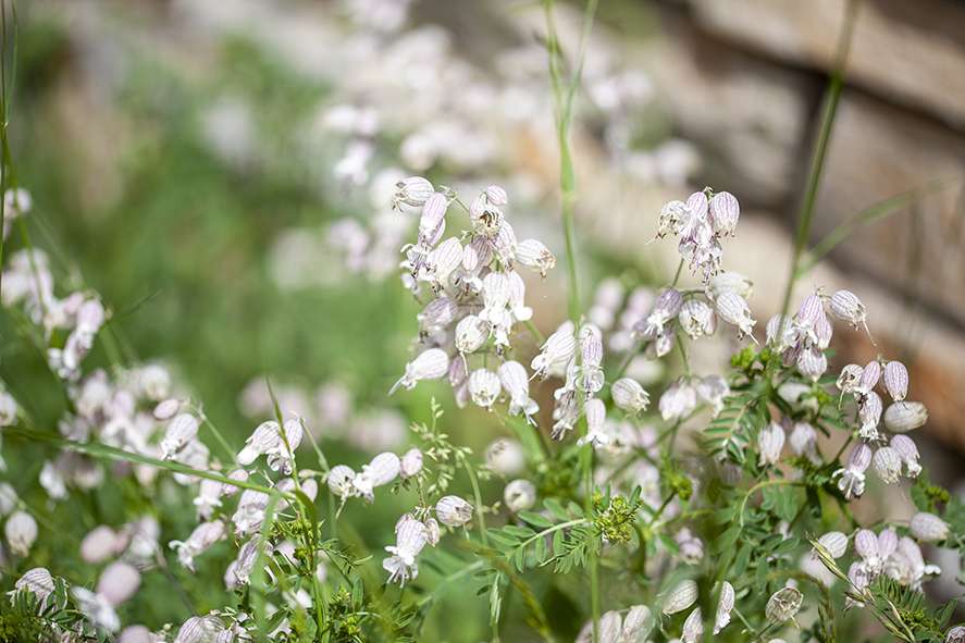 Das Taubenkropf-Leimkraut (Silene vulgaris) zeigt magere Böden an, (c) Stefanie Biel/NaturGarten e.V.