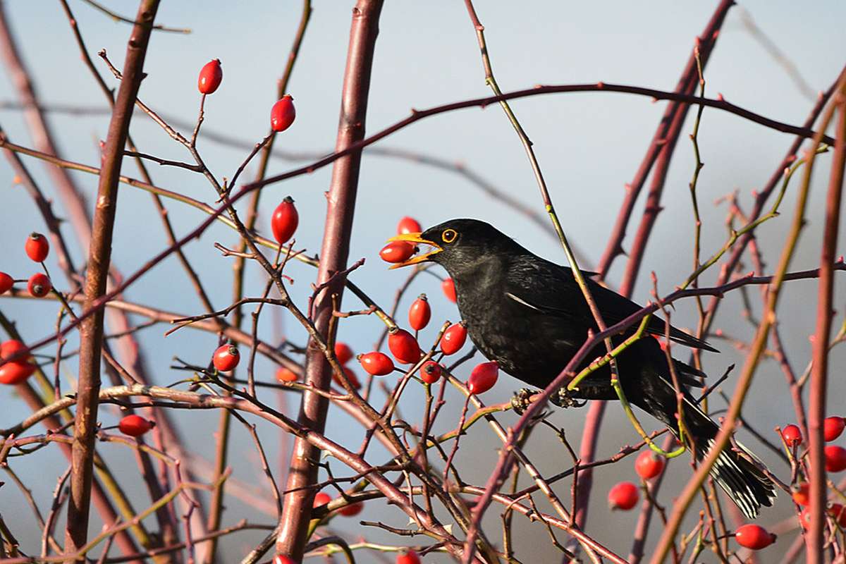 Männliche Amsel (Turdus merula) frisst eine Hagebutte, (c) Josef Alexander Wirth/NABU-naturgucker.de