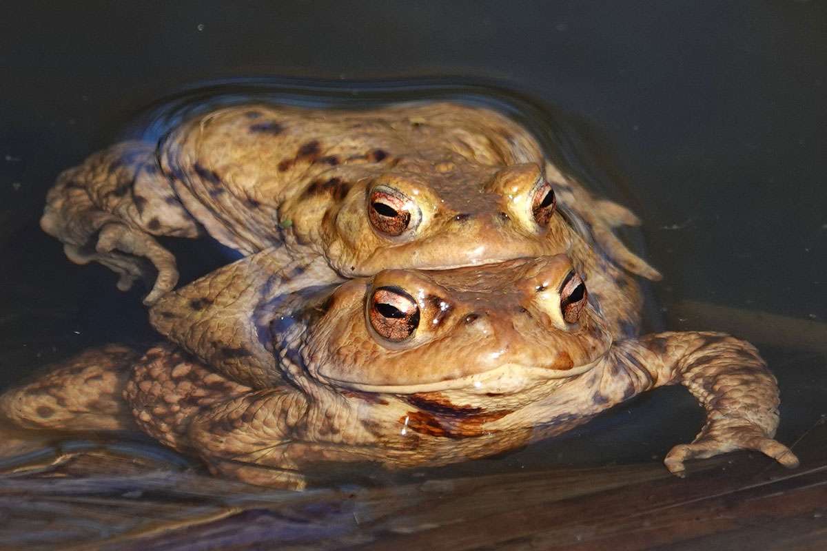 Im zeitigen Frühling laichen Erdkröten (Bufo bufo) auch in vielen Gartenteichen, (c) Jens Winter/NABU-naturgucker.de