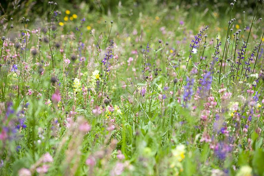 Artenreiche Wildblumenwiesen brauchen die richtige Pflege, (c) Stefanie Biel/NaturGarten e.V.