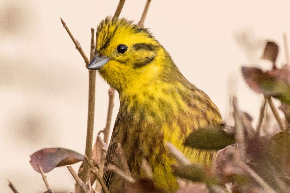 Goldammer (Emberiza citrinella), (c) Hansjörg Ribis/NABU-naturgucker.de