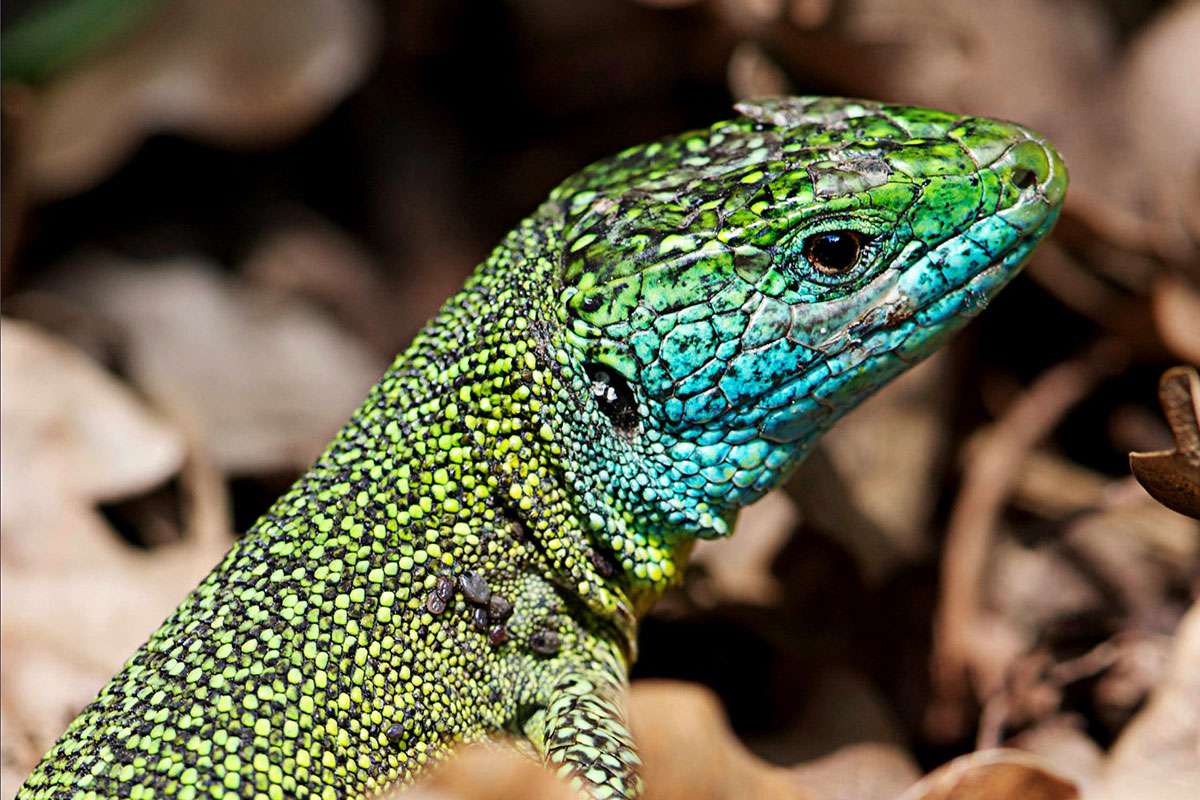 Westliche Smaragdeidechse (Lacerta bilineata), (c) Ulrich Sach/NABU-naturgucker.de