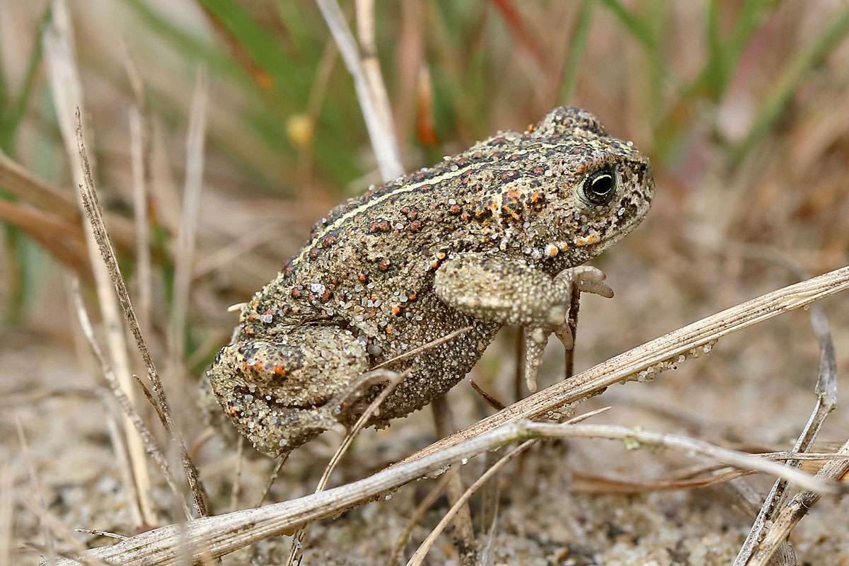 Kreuzkröte (Epidalea calamita), (c) Elke Künne/NABU-naturgucker.de