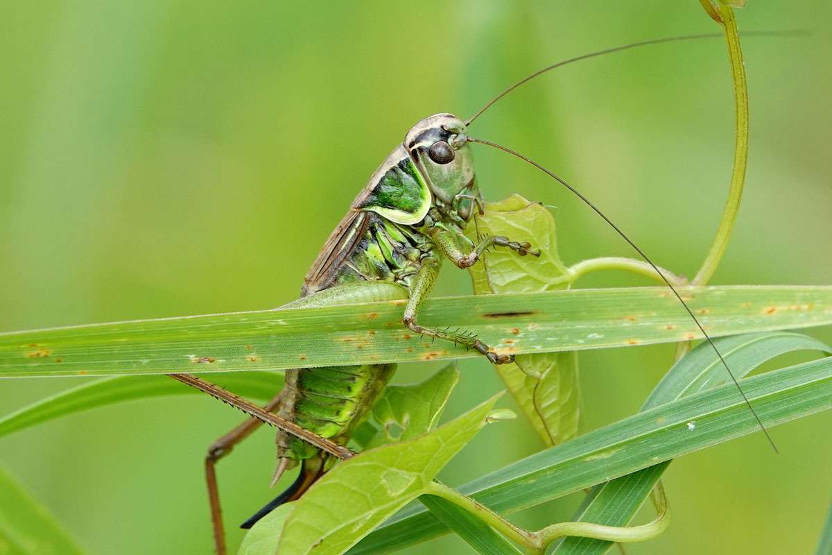 Roesels Beißschrecke (Roeseliana roeselii), (c) Jens Winter/NABU-naturgucker.de