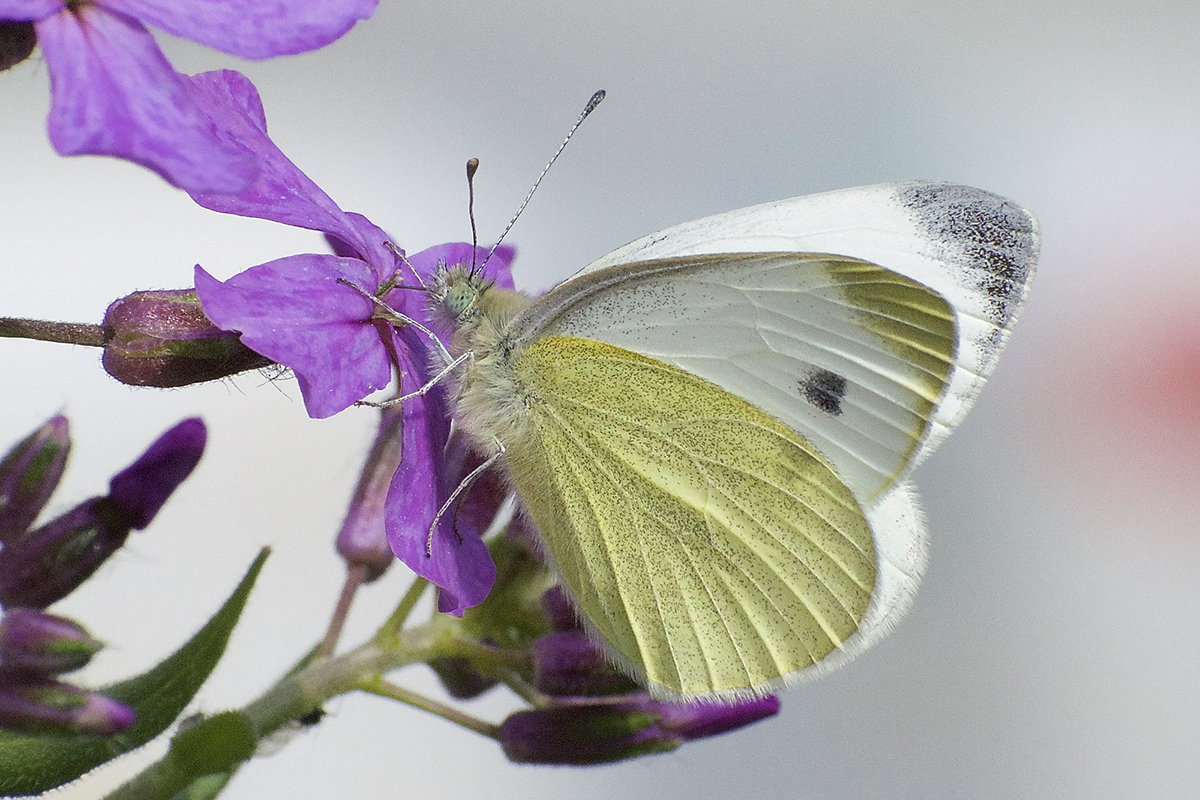 Karstweißling im Mai 2023 in der Schweiz, (c) René Bürgisser/NABU-naturgucker.de