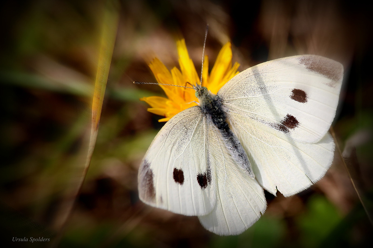 Zum Vergleich: Kleiner Kohlweißling, (c) Ursula Spolders/NABU-naturgucker.de