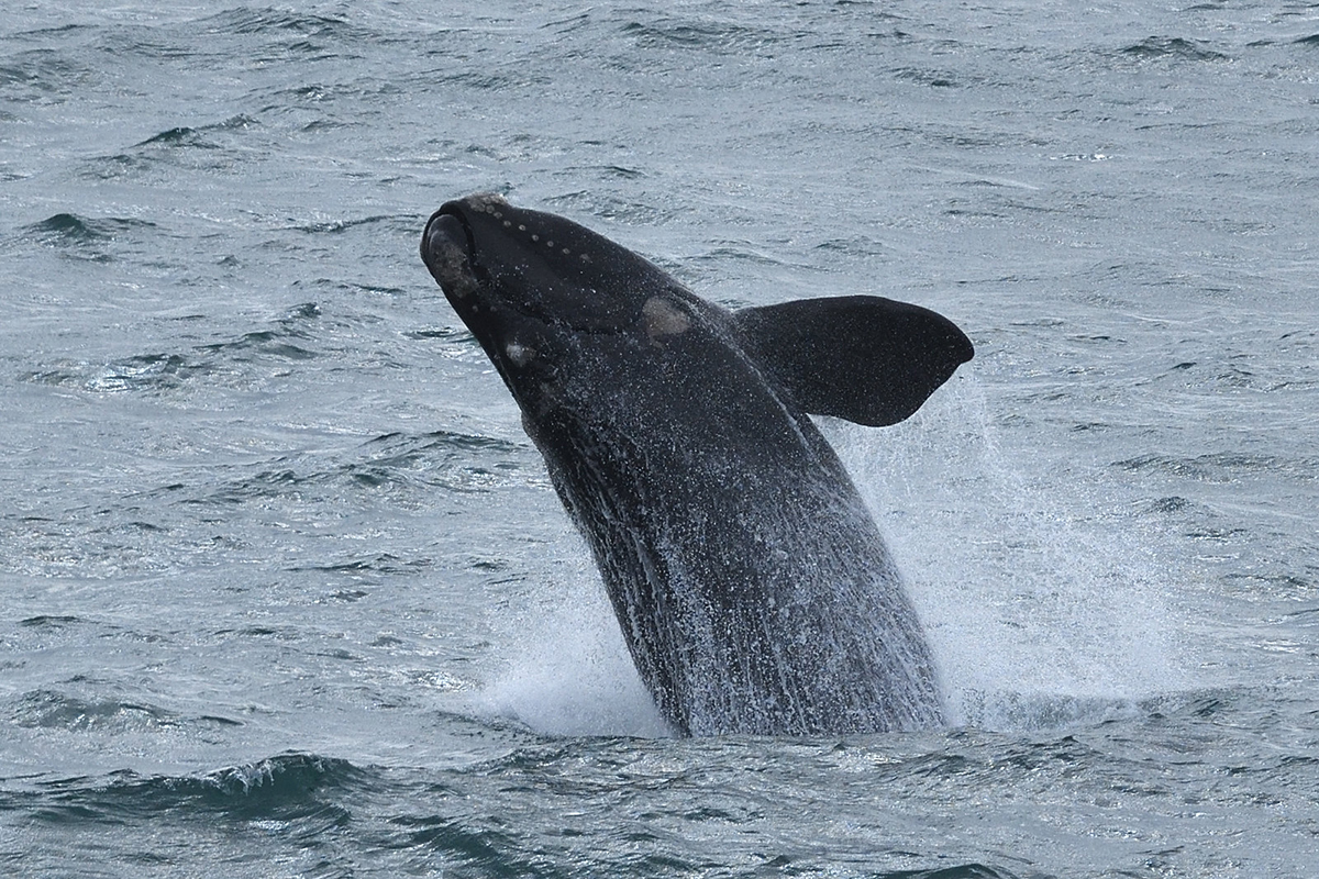 Südkaper vor Südafrika, (c) Frank Hartmann/NABU-naturgucker.de