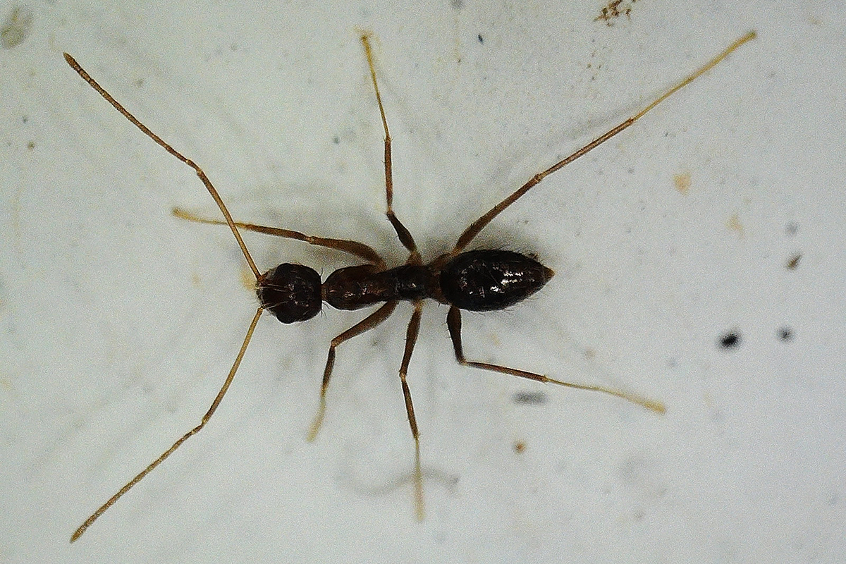 Paratrechina longicornis auf den Kanaren, (c) Michael Kunde/NABU-naturgucker.de