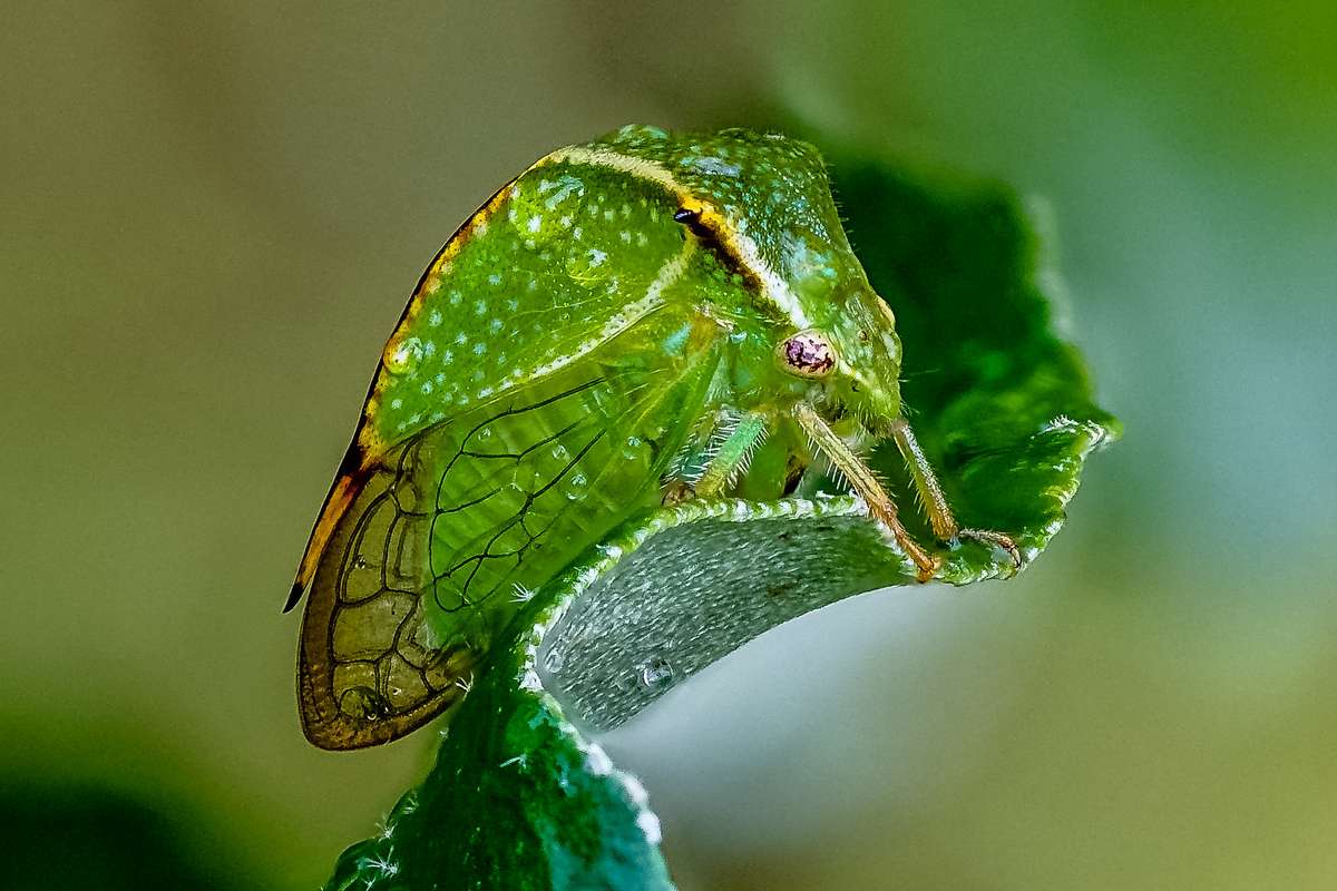 Aus Nordamerika eingeschleppt: Büffelzikade, (c) Istvan und Sabine Palfi/NABU-naturgucker.de