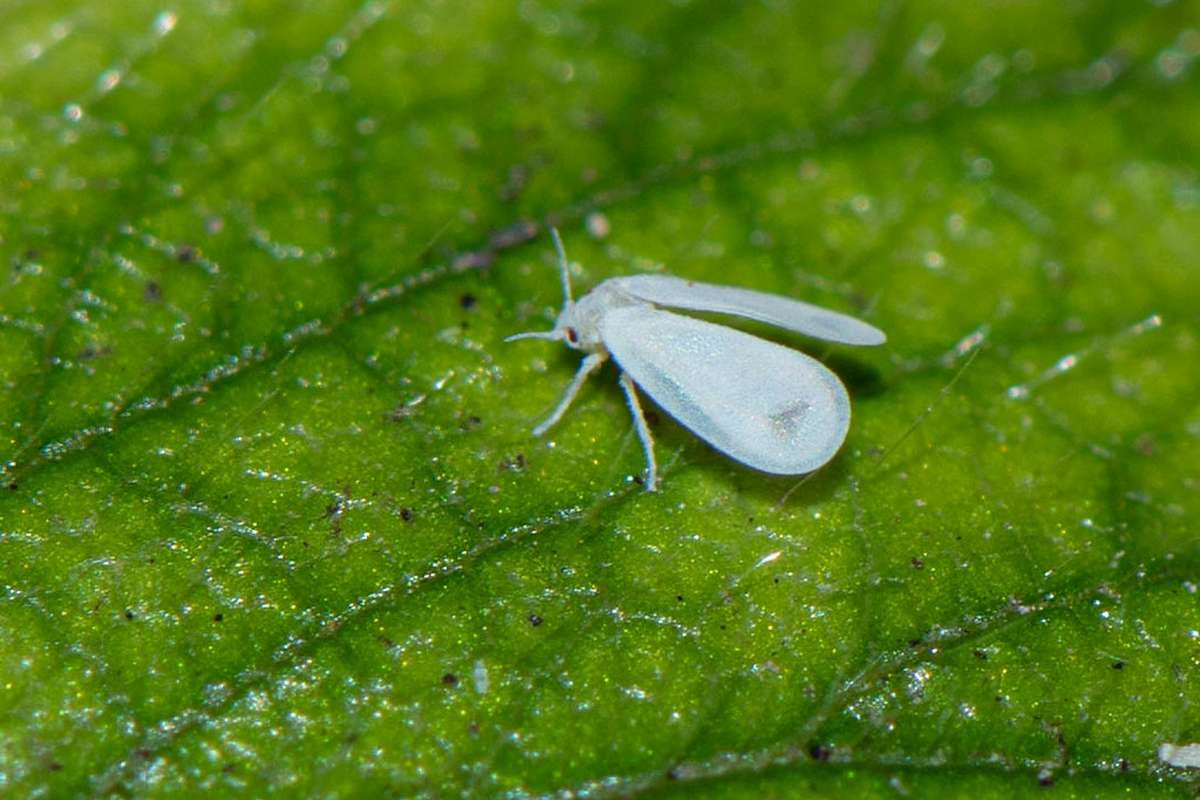 Vermutlich aus Zentralamerika: Gewächshaus-Mottenschildlaus, (c) Ulrich Sach/NABU-naturgucker.de