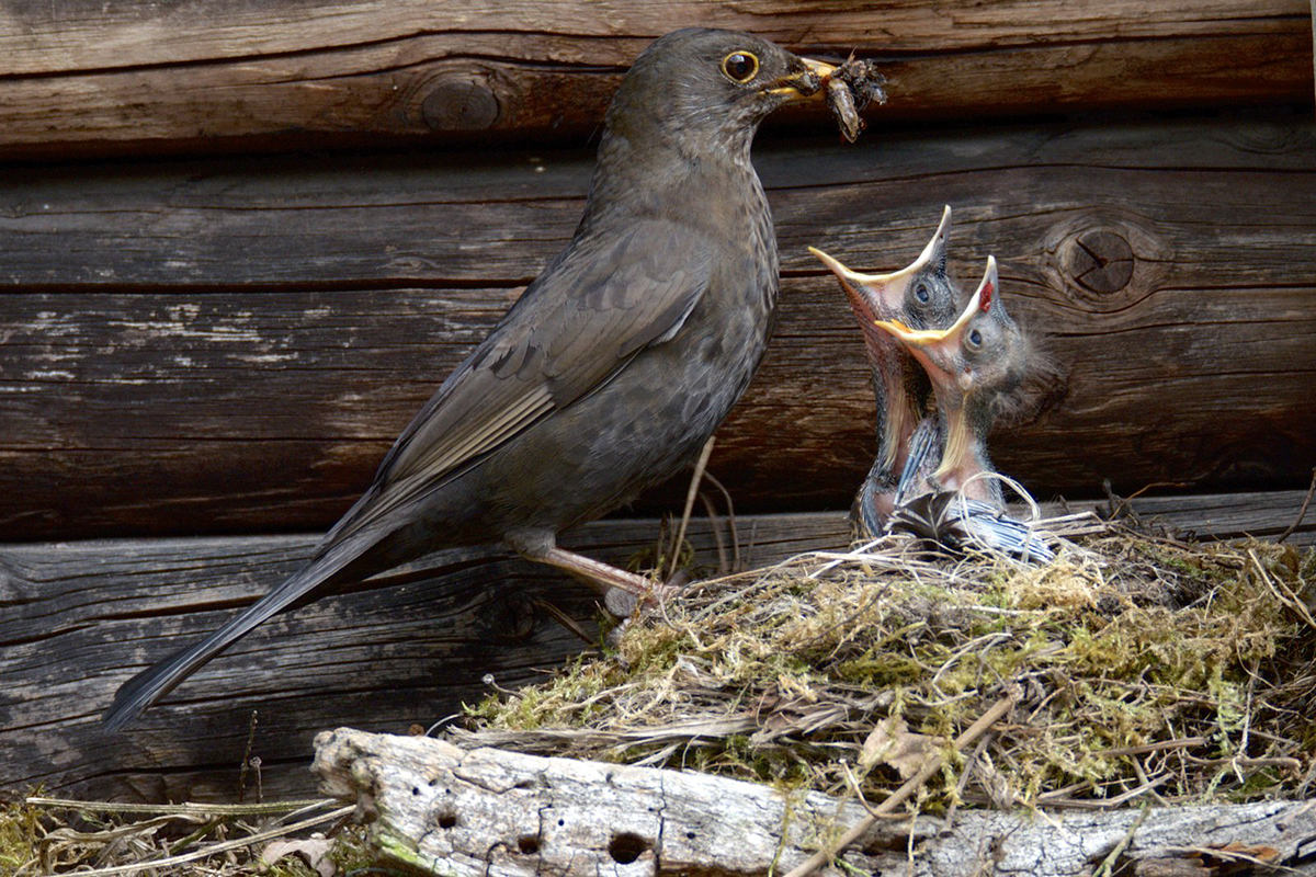 Fütternde Amsel, (c) Georg-Dietrich Kunzendorf/NABU-naturgucker.de