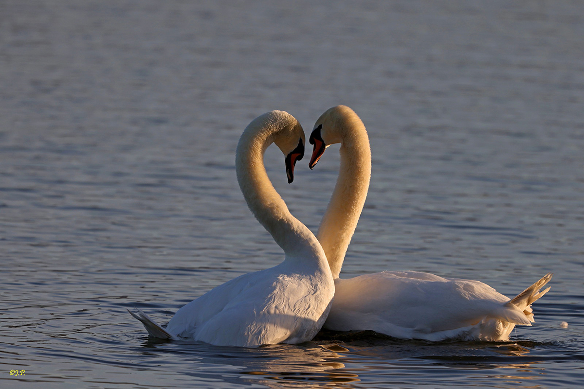 Höckerschwanen-Paar, (c) Jürgen Podgorski/NABU-naturgucker.de