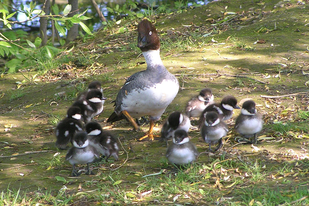 Schellentenweibchen mit 12 Jungen, (c) Wolfgang Katz/NABU-naturgucker.de