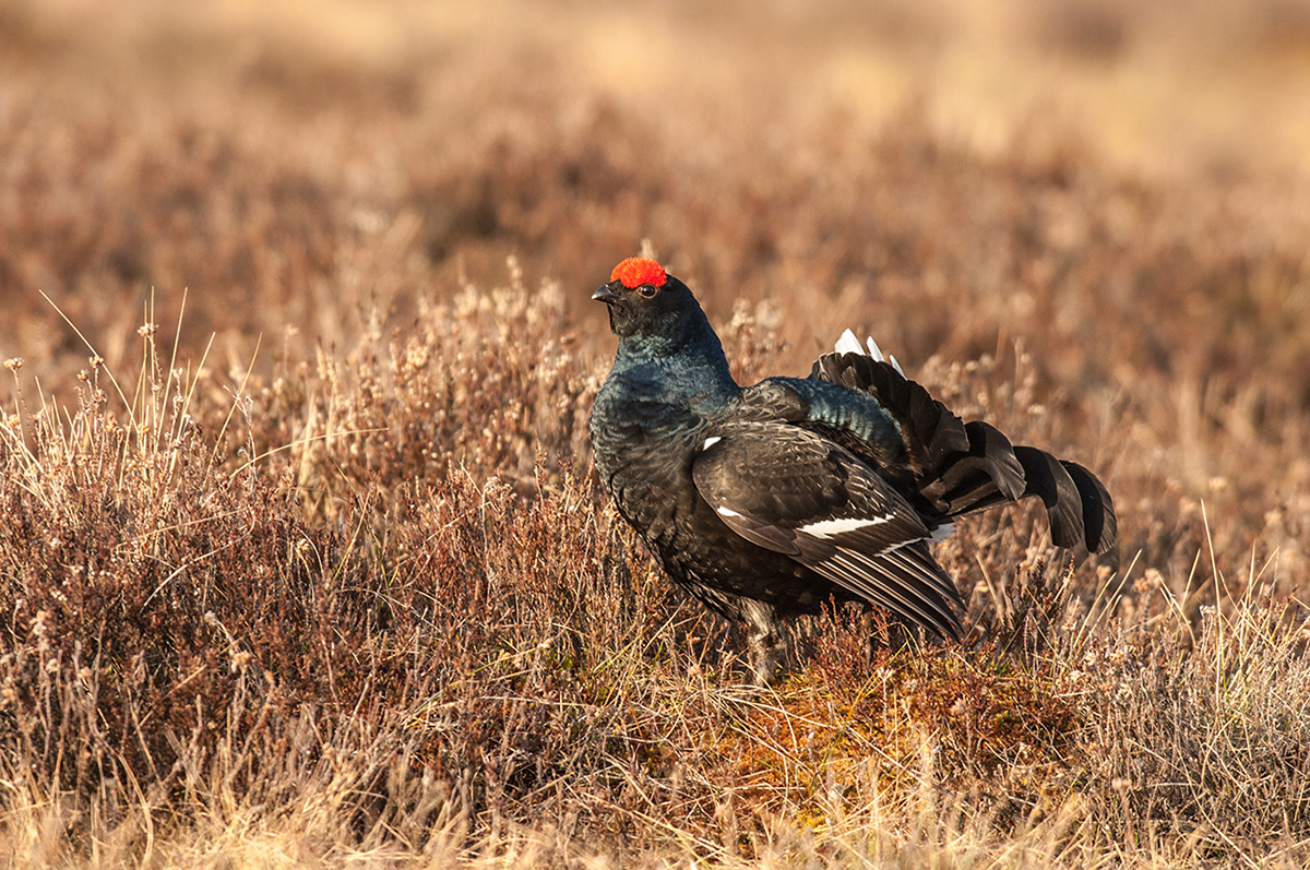 Birkhühner balzen in Arenen, sogenannten Leks, um die Weibchen, (c) Erich Thielscher/NABU-naturgucker.de