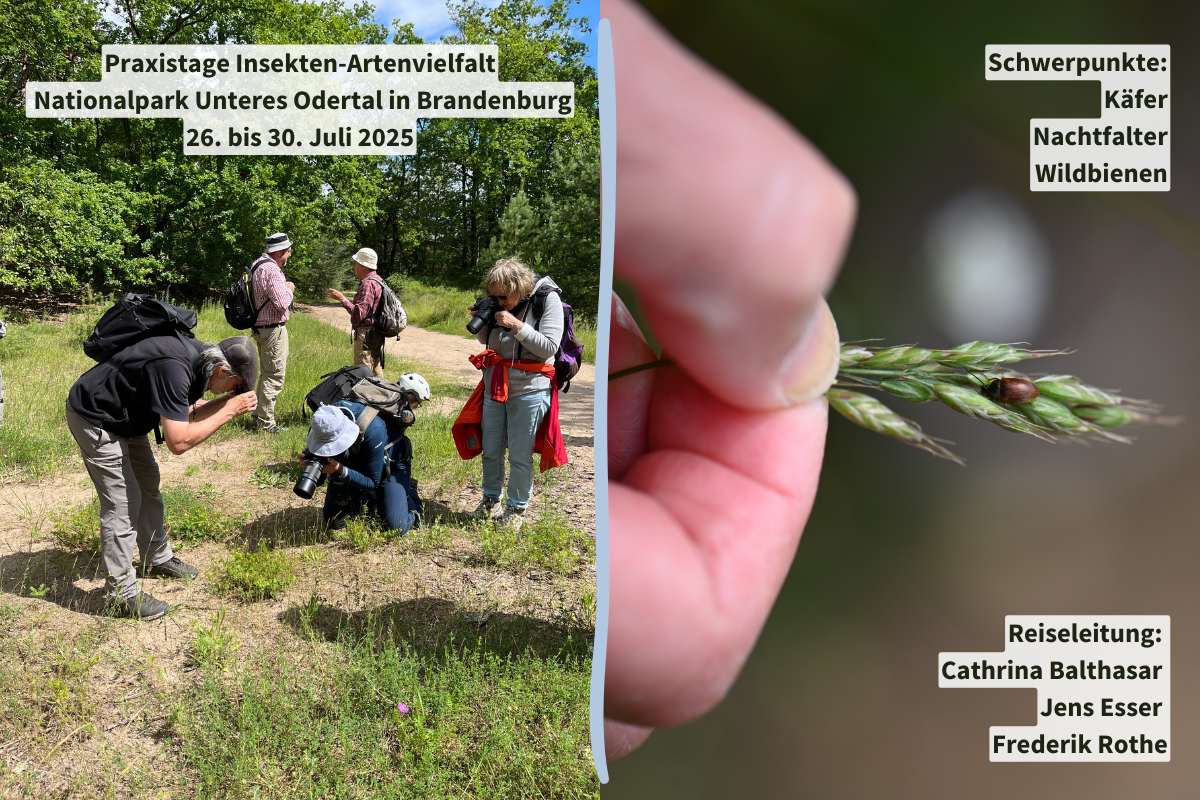 Eindrücke der Netzwerkreise Mainzer Sand von NABU|naturgucker-Reisen im Juni 2024, (c) Ina Siebert/NABU-naturgucker.de