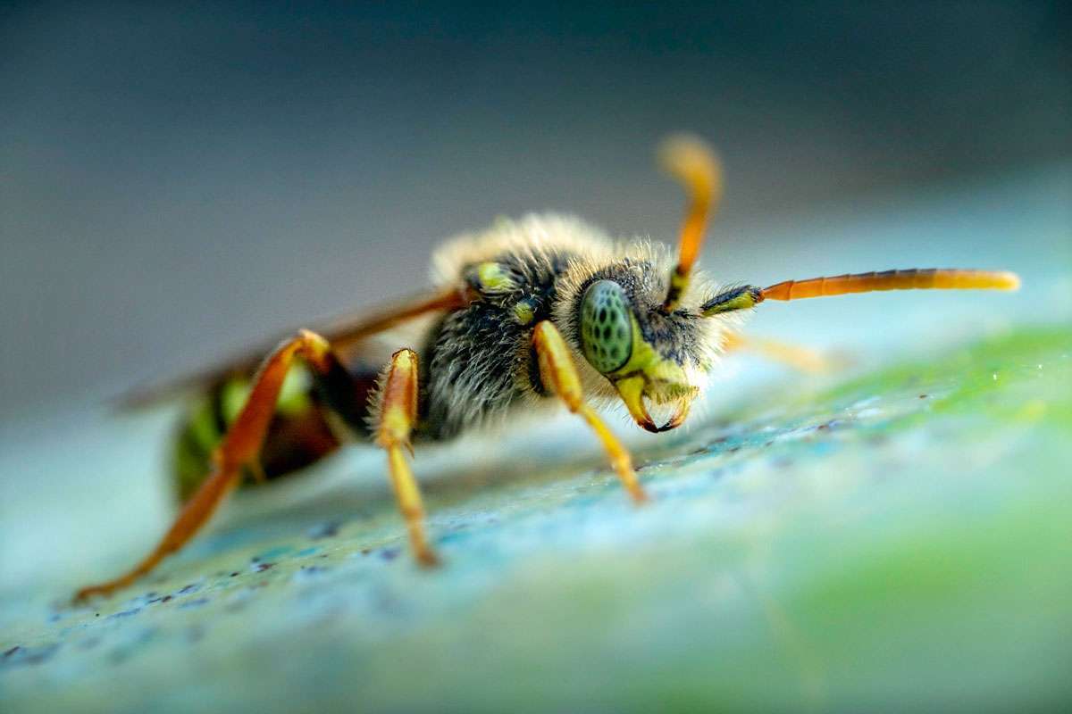 Gewöhnliche Wespenbiene (Nomada fucata), (c) Jack Simon/NABU-naturgucker.de