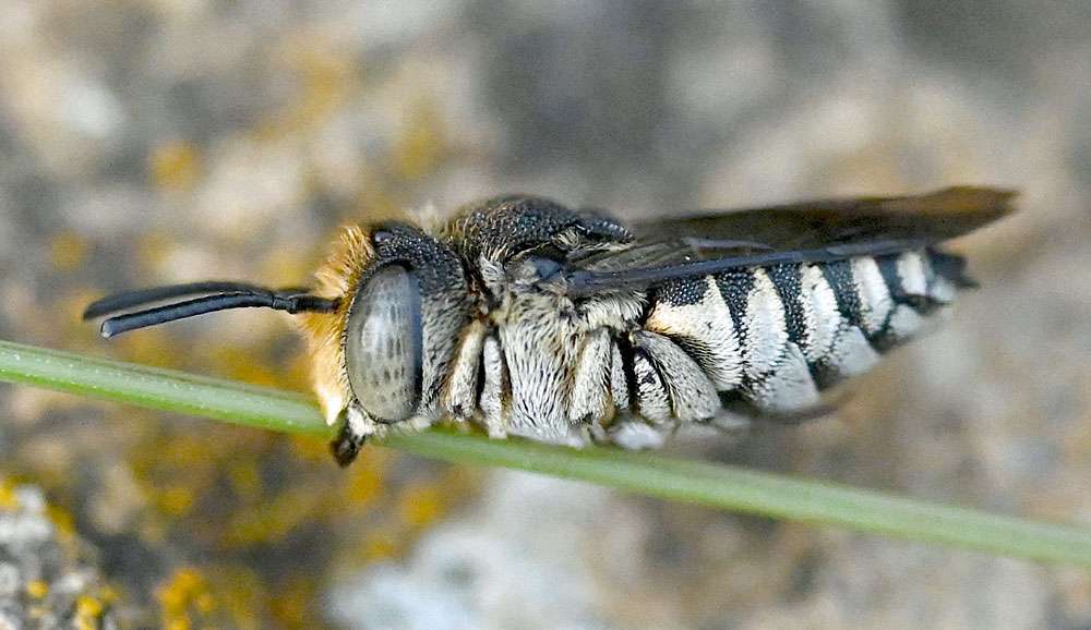 Schuppenhaarige Kegelbiene (Coelioxys afra), (c) Randolf Seitz/NABU-naturgucker.de