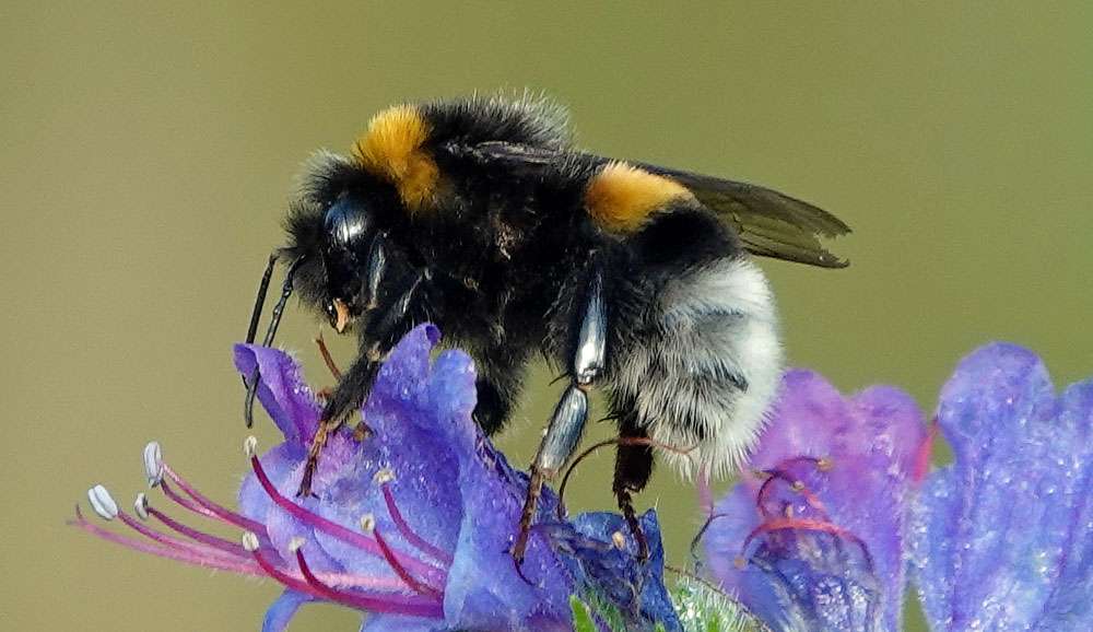 Dunkle Erdhummel (Bombus terrestris), (c) Marina & Manfred Muhr/NABU-naturgucker.de
