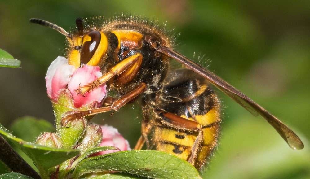 Mittlere Wespe (Dolichovespula media), (c) Udo Krupka/NABU-naturgucker.de