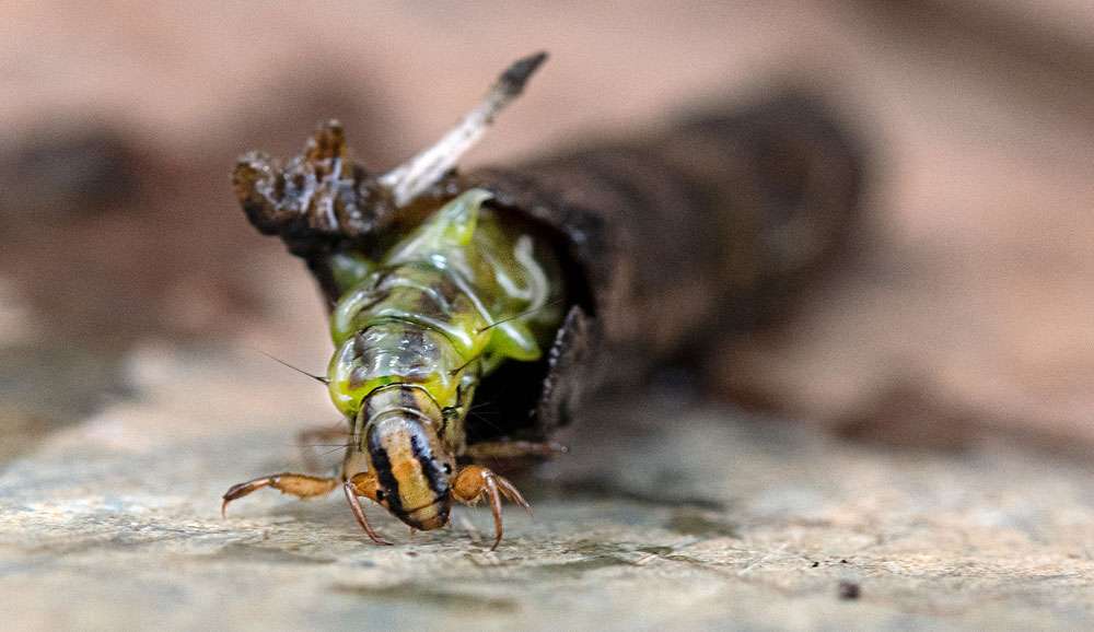 Köcherfliegenlarve (Trichoptera sp.), (c) Ulrich Sach/NABU-naturgucker.de