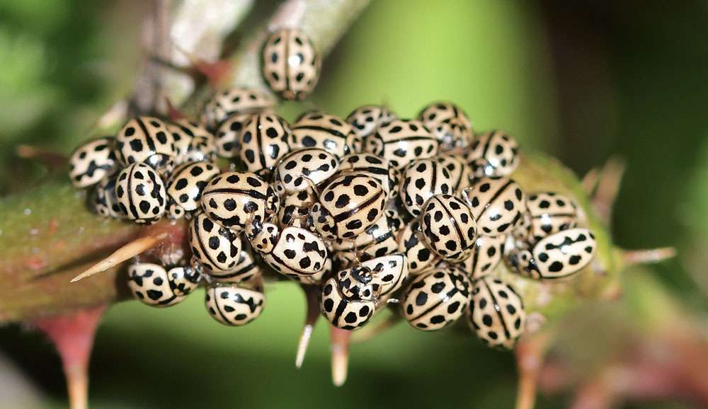 Sechzehnpunkt-Marienkäfer (Tytthaspis sedecimpunctata), (c) Ralph Bergs/NABU-naturgucker.de